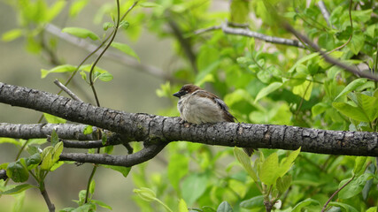 bird resting and observing from the top of a beautiful green tree.