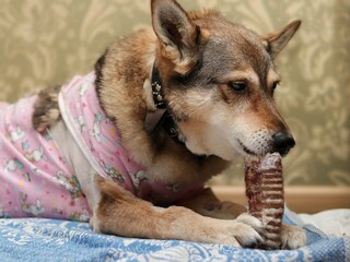 The best rehabilitation is a tasty food. A chewing goodies dog after an operation