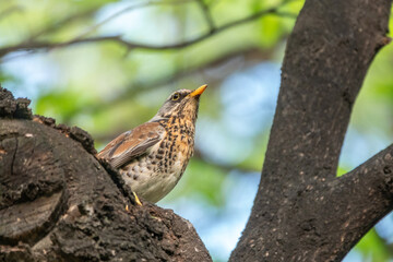Fieldbird sits on a branch in spring with a blurred background.