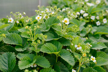 Flowering strawberry bushes with green leaves in the garden
