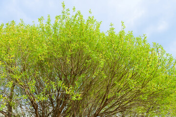 Young leaves on the branches of a tree against a gray-blue sky