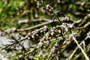 Green honey myrtle tree