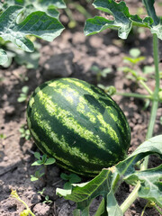 Watermelon grows in the field