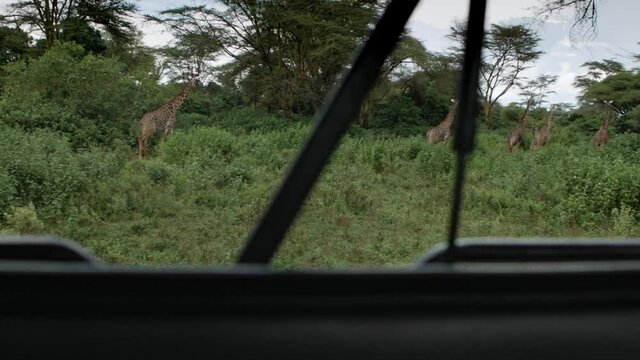 A herd of giraffes go into the forest. View from the car. Safari