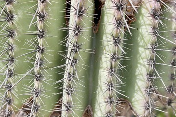 Phoenix Kaktus
