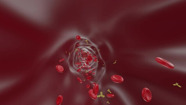 Blood Vessel: Red Blood Cells with Antibodies