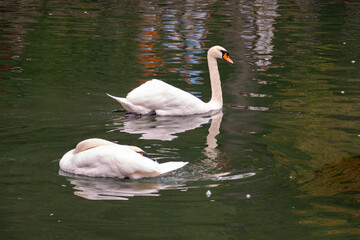 Fototapeta premium Two graceful white swans swim in the dark water.