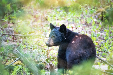 Black bear checking out surroundings as it grazes in a forested area.