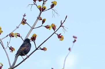 Male starling in a mating robe on a branch in a garden
