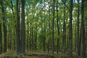 Fototapeta na wymiar Green forest with rhythmic trees