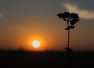 Amazing sunset with alone plant