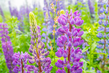 Obraz premium Lupine field with pink, purple and blue flowers. purple lupine color.