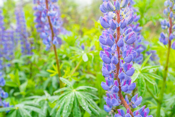 Lupine field with pink, purple and blue flowers. purple lupine color.