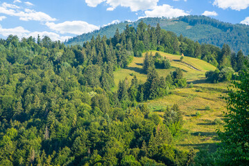 hills covered with forest in the fields on a clear day. Summer season.