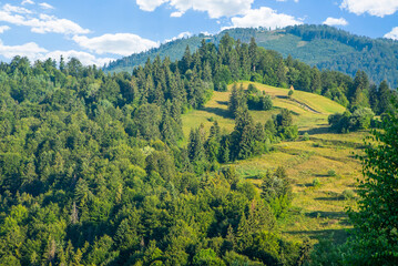 Fototapeta na wymiar hills covered with forest in the fields on a clear day. Summer season.