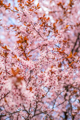 sakura rose petals on a tree in the garden. beautiful floral background.