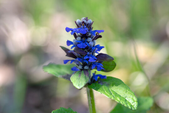 Ajuga reptans blue bugle flowering sprintime plants, group of bugleweed flowers in bloom