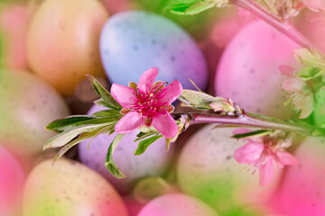 Pink flower of the spring garden on the background of Easter eggs. Flower, holiday. Colorful background