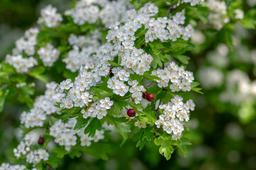 Crataegus laevigata white flowering branches, beautiful wild tree in bloom, dark red ripened pome fruits