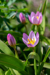 Tulipa saxatilis bright pink yellow flowering cretan tulip flowers, springtime beautiful ornamental rock plants in bloom
