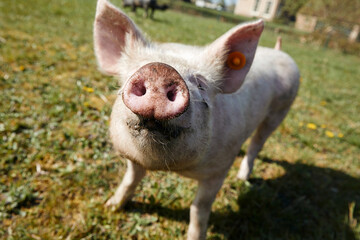 Elevage de porcs en plein air au printemps dans une ferme biologique 