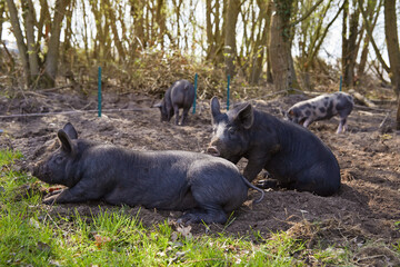 Elevage de porcs en plein air au printemps dans une ferme biologique 
