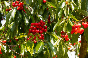 Red cherries hang in bunches from the tree for sale