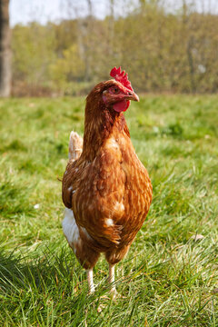 une poule rousse libre sur l'herbe d'une petite ferme 