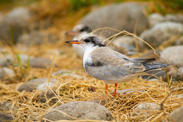 Juvenile common tern sitting on ground in summer nature