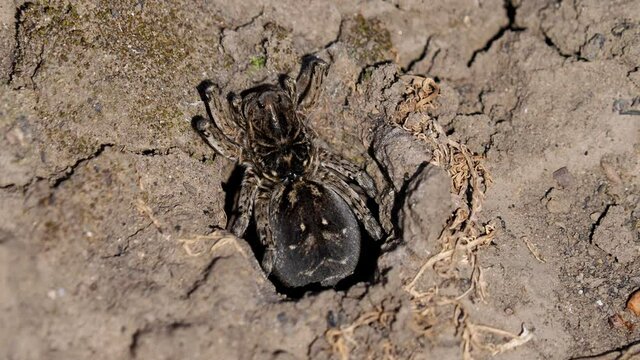 The Wolf Spider running in the burrow, Lycosa singoriensis