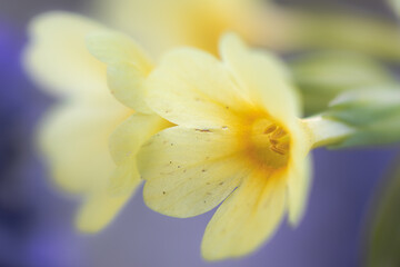 Hohe Schlüsselblume