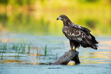 Young white-tailed eagle sitting on branch in water