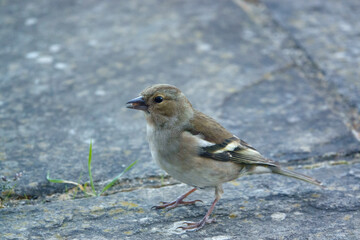 a female chaffinch feeding beneath a wooden bird table