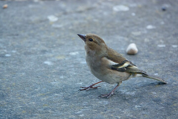 a female chaffinch feeding beneath a wooden bird table