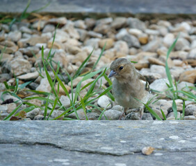 a female chaffinch feeding beneath a wooden bird table