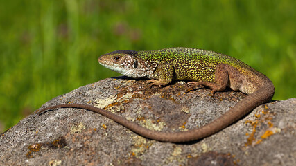 European green lizard male sunbathing on stone in summer