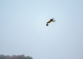 red kite soaring with outstretched wings in a beautiful blue spring sky
