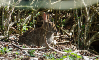 wild rabbit hiding amongst the undergrowth