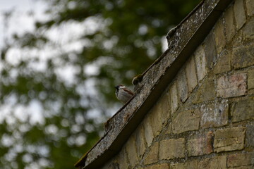 Small bird on the roof