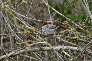 a bird sitting on a branch