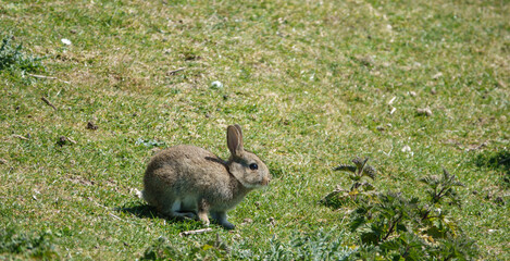 macro close up of a wild young rabbit with brown fur glistening in the sunshine 