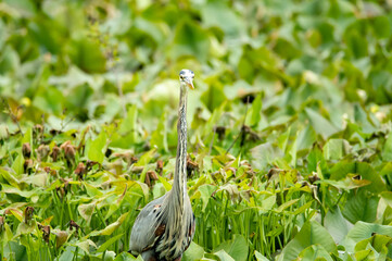 Blue Heron