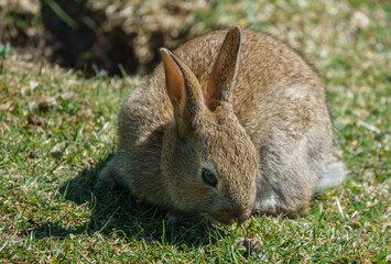 macro close up of a wild young rabbit with brown fur glistening in the sunshine 