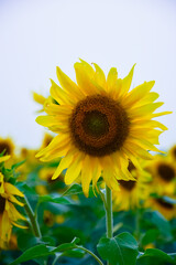 Beautiful sunflower with green leaves 
