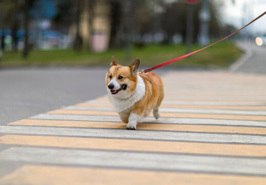 funny puppy corgi dogs on a leash correctly cross the road at a pedestrian crossing in the city