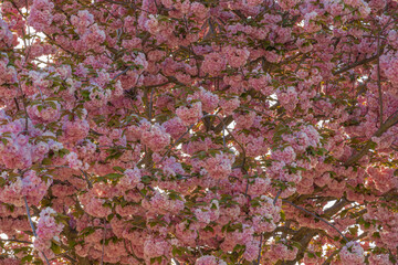 Asnieres-Sur-Seine, France - 04 23 2021: Square Joffre marshal. Close up shot of a beautiful cherry blossom tree