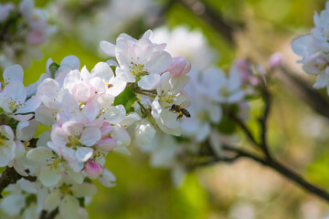 Diligent bees collect pollen and pollinate plants during spring flowering.