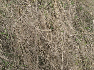 Withered grass background