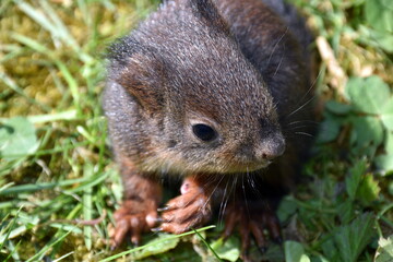 Junges Eichhörnchen auf einer Wiese