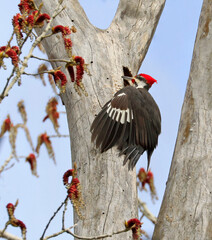 Pileated woodpecker on the tree trunk into the forest, Quebec, Canada